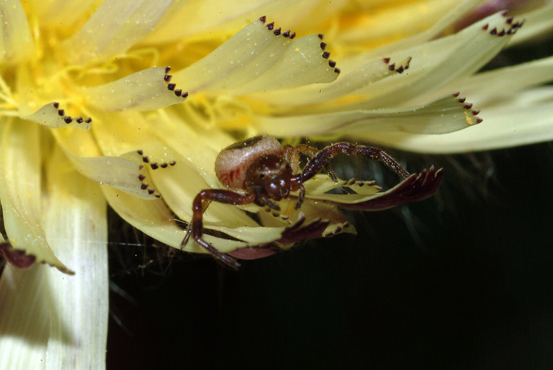 Synema globosum